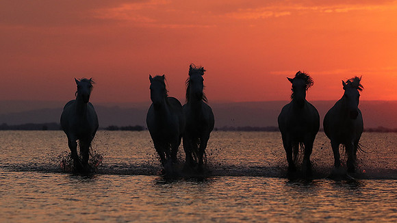 Sunrise - Camargue