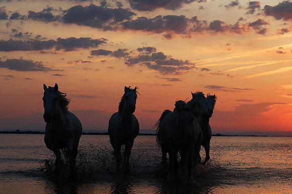 Sunrise - Camargue