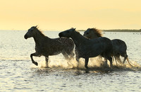 Sunrise - Camargue