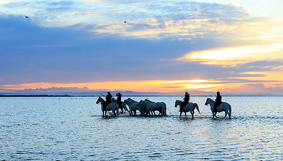 Camargue