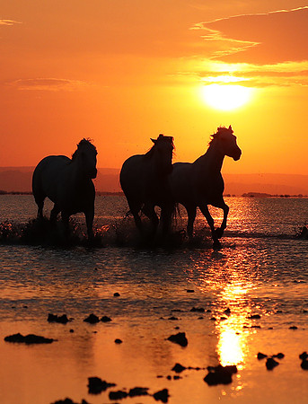Sunrise - Camargue