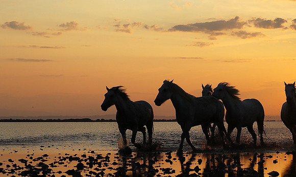 Sunrise - Camargue