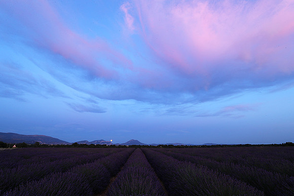 Sunset over lavender fields - Provence
