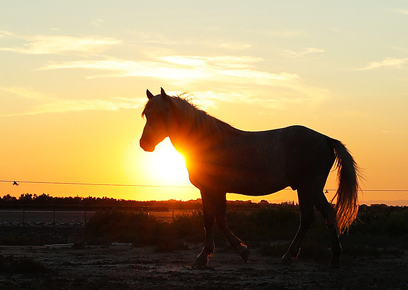 Sunset - Camargue