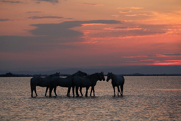 Sunrise - Camargue