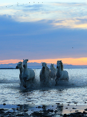 Sunrise - Camargue