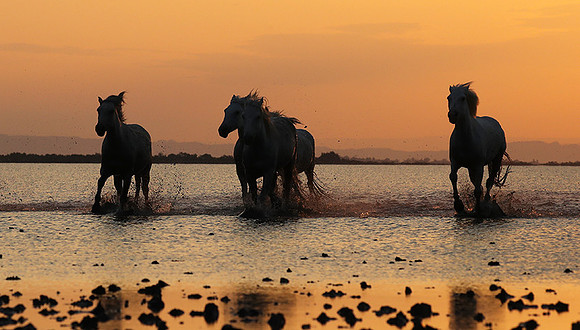 Sunrise - Camargue