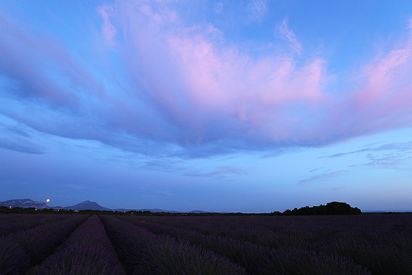 Sunset over lavender fields - Provence
