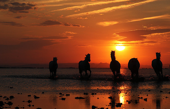 Sunrise - Camargue