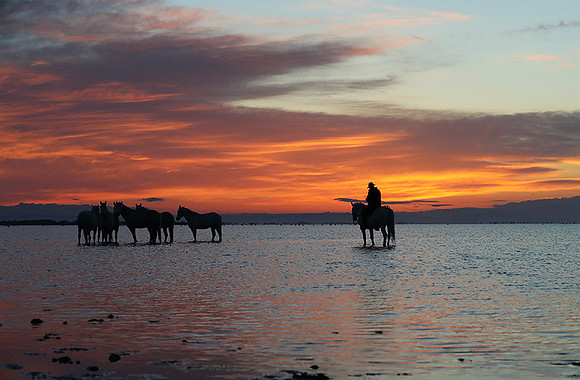 Camargue