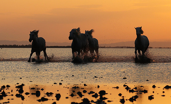 Sunrise - Camargue