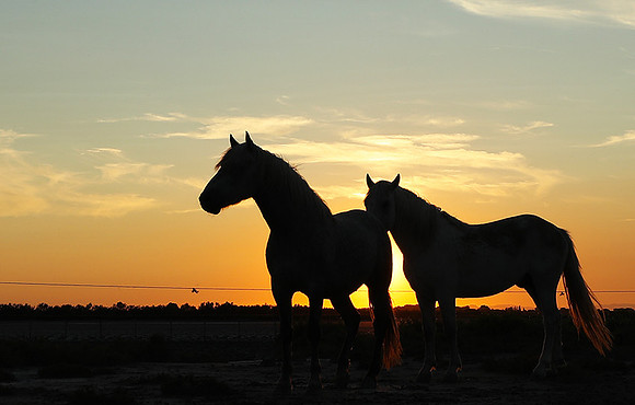 Sunset - Camargue