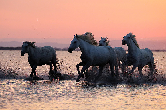 Sunrise - Camargue