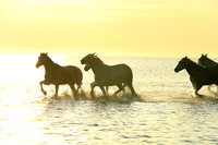 Sunrise - Camargue