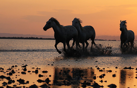 Sunrise - Camargue