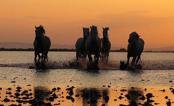 Sunrise - Camargue