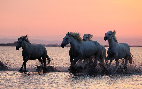 Sunrise - Camargue