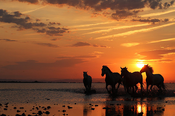 Sunrise - Camargue
