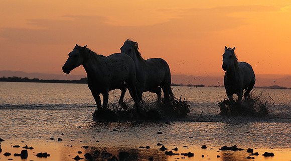 Sunrise - Camargue