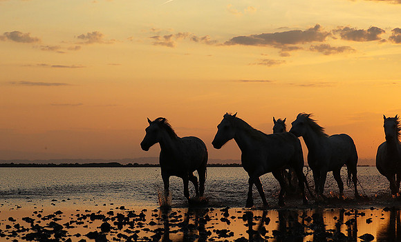 Sunrise - Camargue