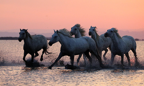 Sunrise - Camargue