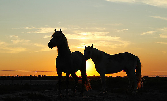 Sunset - Camargue
