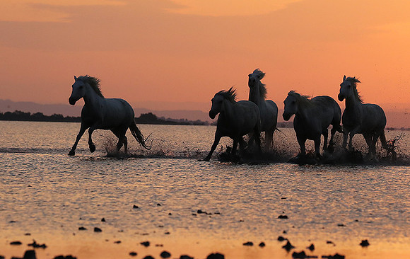 Sunrise - Camargue