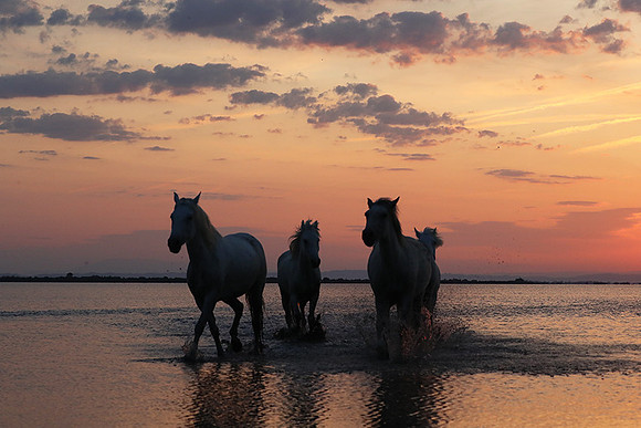 Sunrise - Camargue