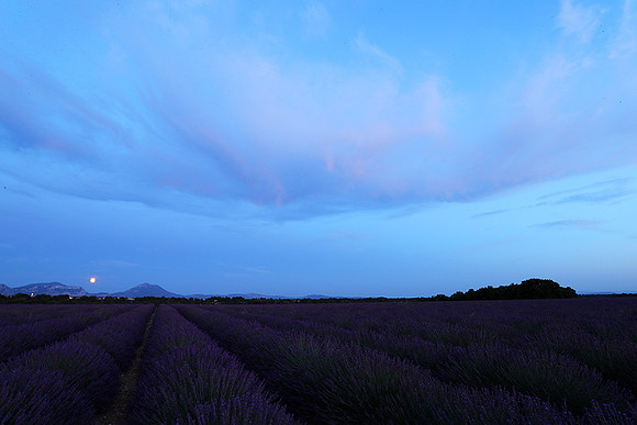 Sunset over lavender fields - Provence