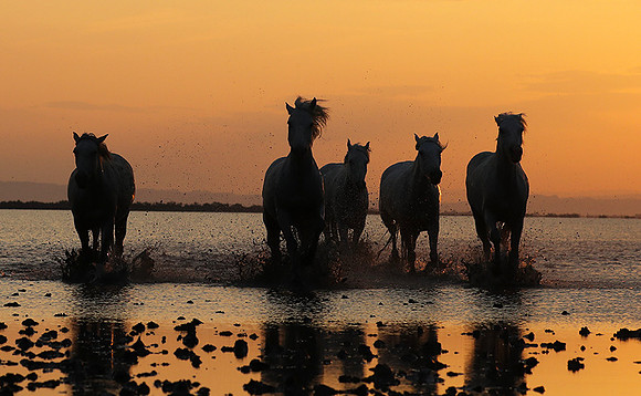 Sunrise - Camargue
