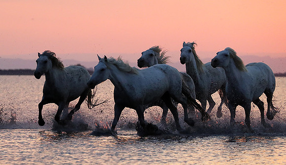 Sunrise - Camargue