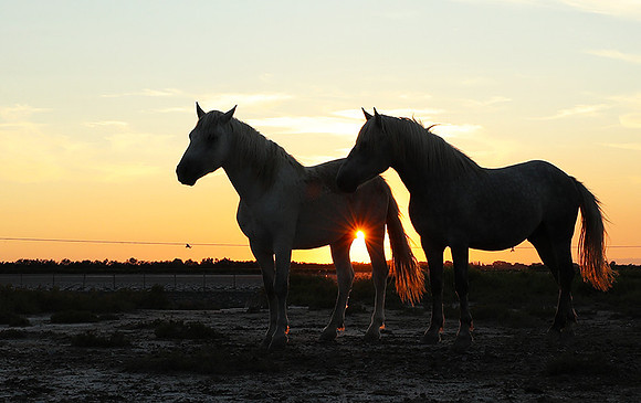 Sunset - Camargue