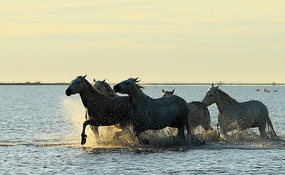 Sunrise - Camargue