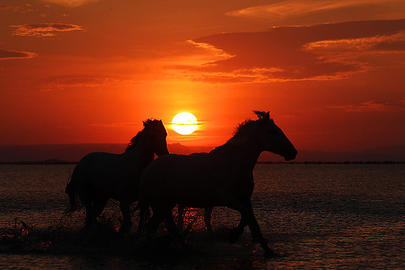 Sunrise - Camargue