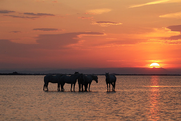 Sunrise - Camargue