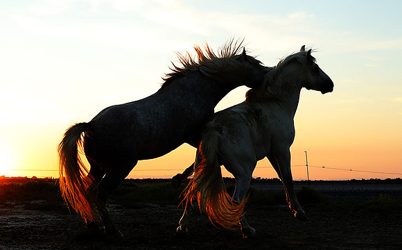 Sunset - Camargue