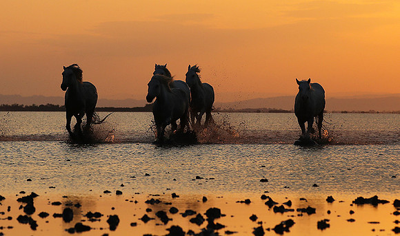 Sunrise - Camargue
