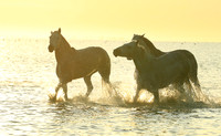 Sunrise - Camargue