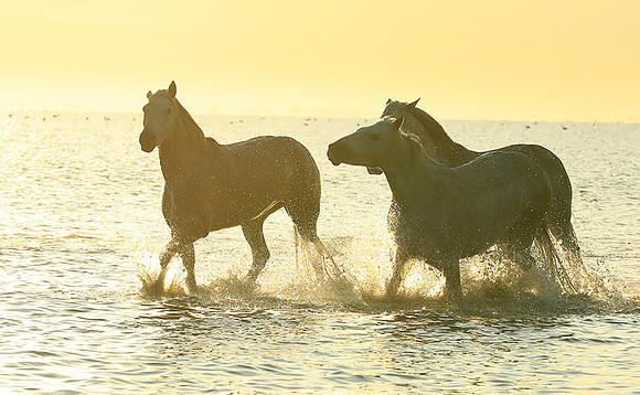 Sunrise - Camargue