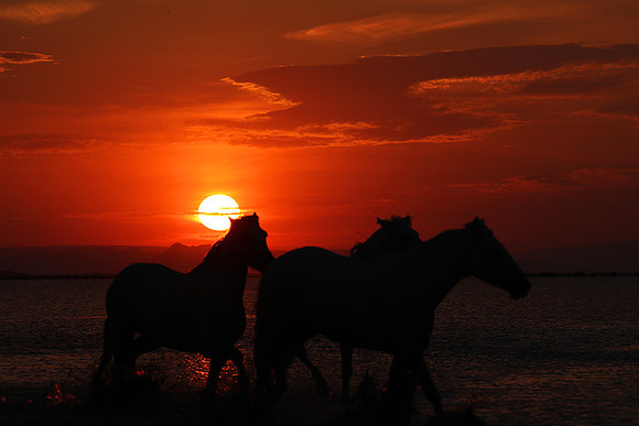 Sunrise - Camargue