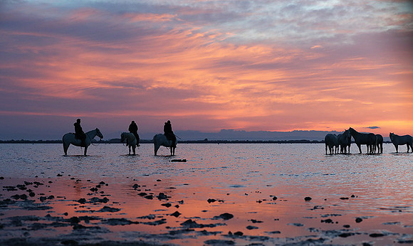 Camargue