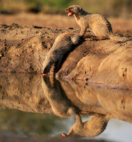 Mongoose at Mashatu game reserve