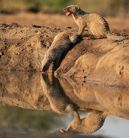 Mongoose at Mashatu game reserve