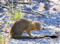 Slender mongoose - Central Kalahari
