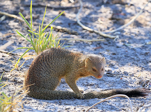 Slender mongoose - Central Kalahari