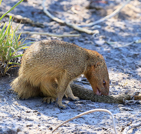 Slender mongoose - Central Kalahari