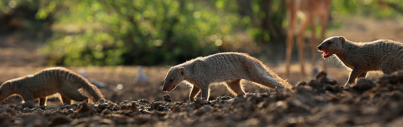 Mongoose at Mashatu game reserve