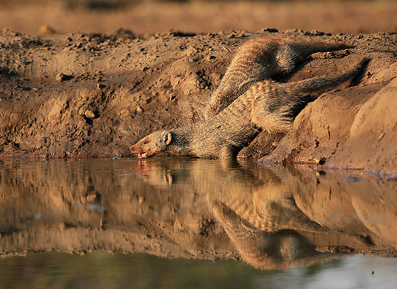 Mongoose at Mashatu game reserve