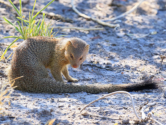 Slender mongoose - Central Kalahari