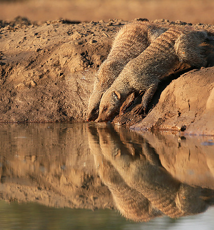 Mongoose at Mashatu game reserve